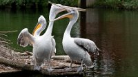 2024-05-17_Avifauna-10