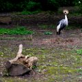 2024-05-17_Avifauna-14