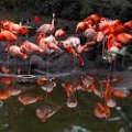 2024-05-17_Avifauna-15