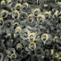 2024-05-17_Avifauna-16