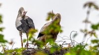 2024-05-17_Avifauna-6