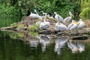 2024-05-17_Avifauna-7