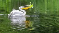 2024-05-17_Avifauna-8