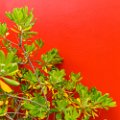 groenrood-1