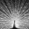 2024-05-17_Avifauna-1