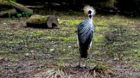 2024-05-17_Avifauna-4