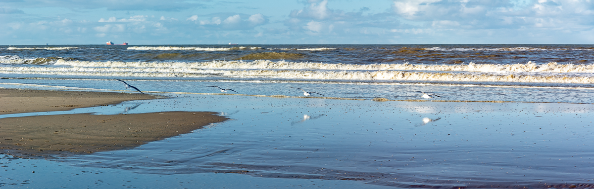 panoramas meeuw